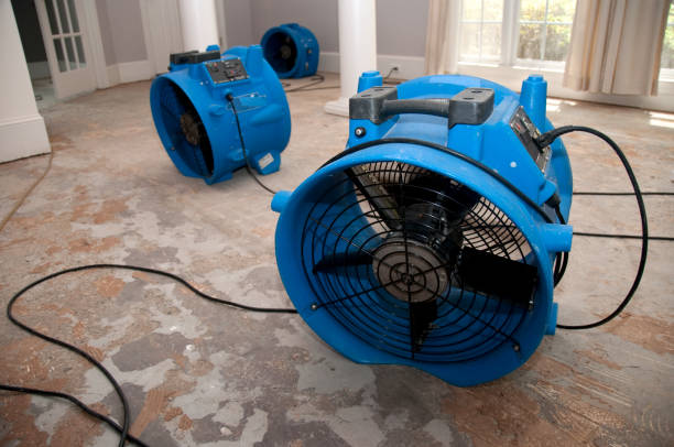 Best Ceiling water damage repair  in Mount Plymouth, FL