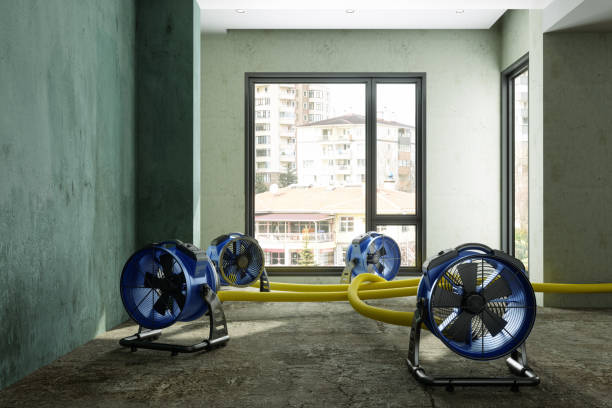 Best Flood damage cleanup  in Mount Plymouth, FL