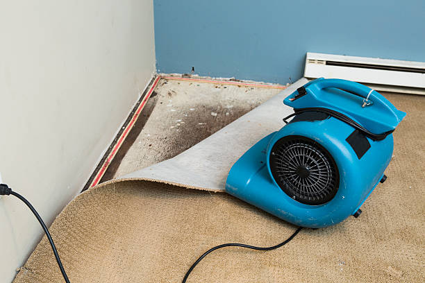Best Water damage cleanup near me  in Mount Plymouth, FL